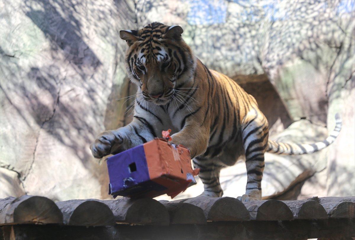 Tuzla'da yetiştirilen aslan ve kaplanlar Afrika'ya gidecek