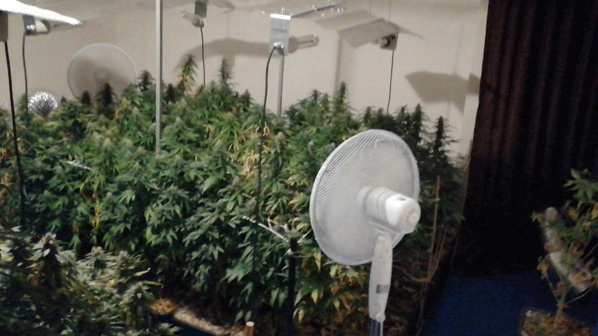 Mersin'de evine özel düzenek kurup, kenevir yetiştirdi