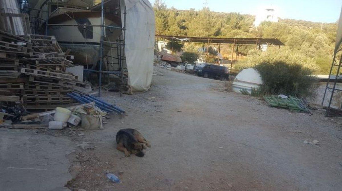 Bodrum'da köpekler kafatası buldu: 4 gözaltı