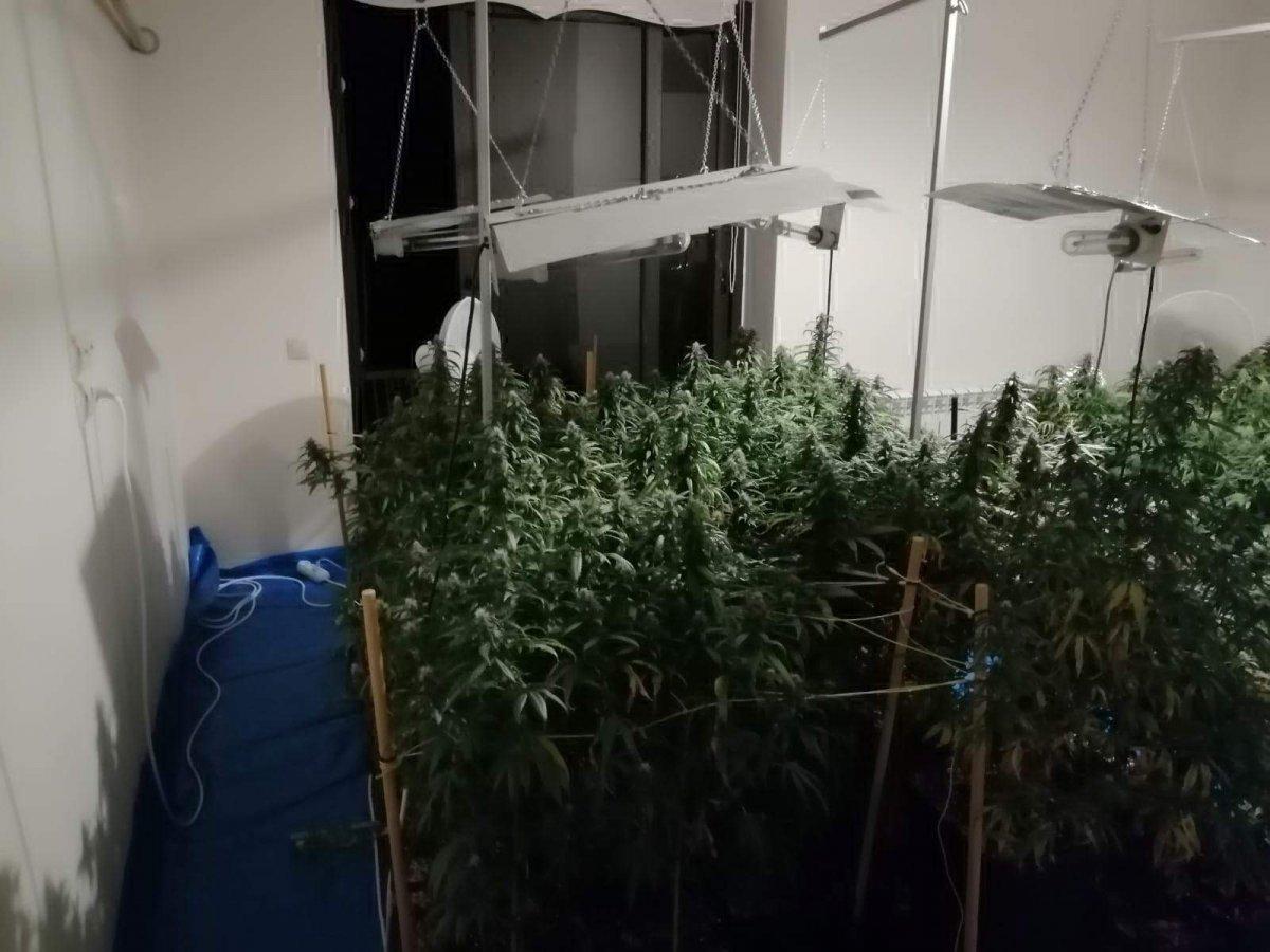 Mersin'de evine özel düzenek kurup, kenevir yetiştirdi