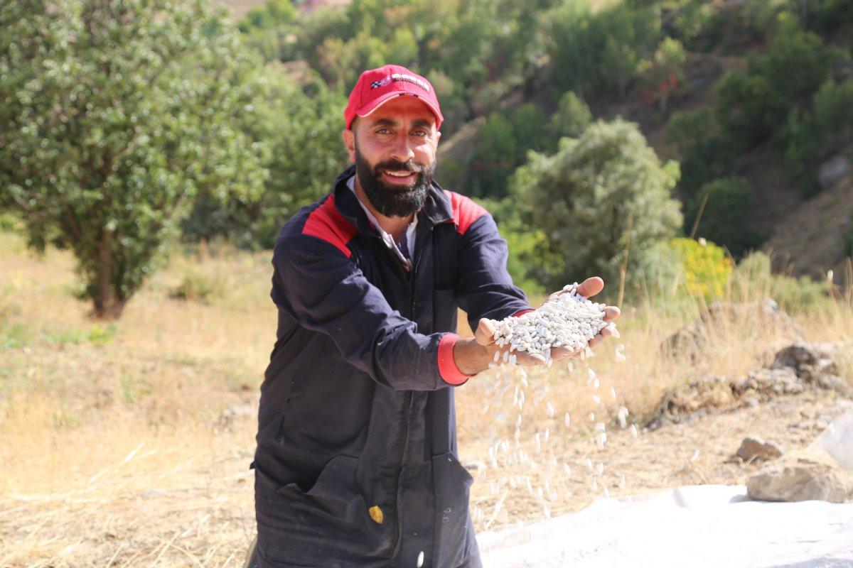 Tunceli'de kuru fasulye yetiştiren bir aile