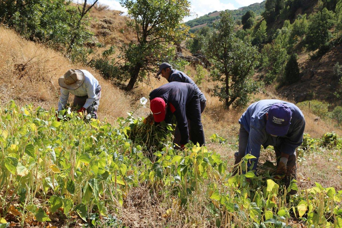 Tunceli'de kuru fasulye yetiştiren bir aile