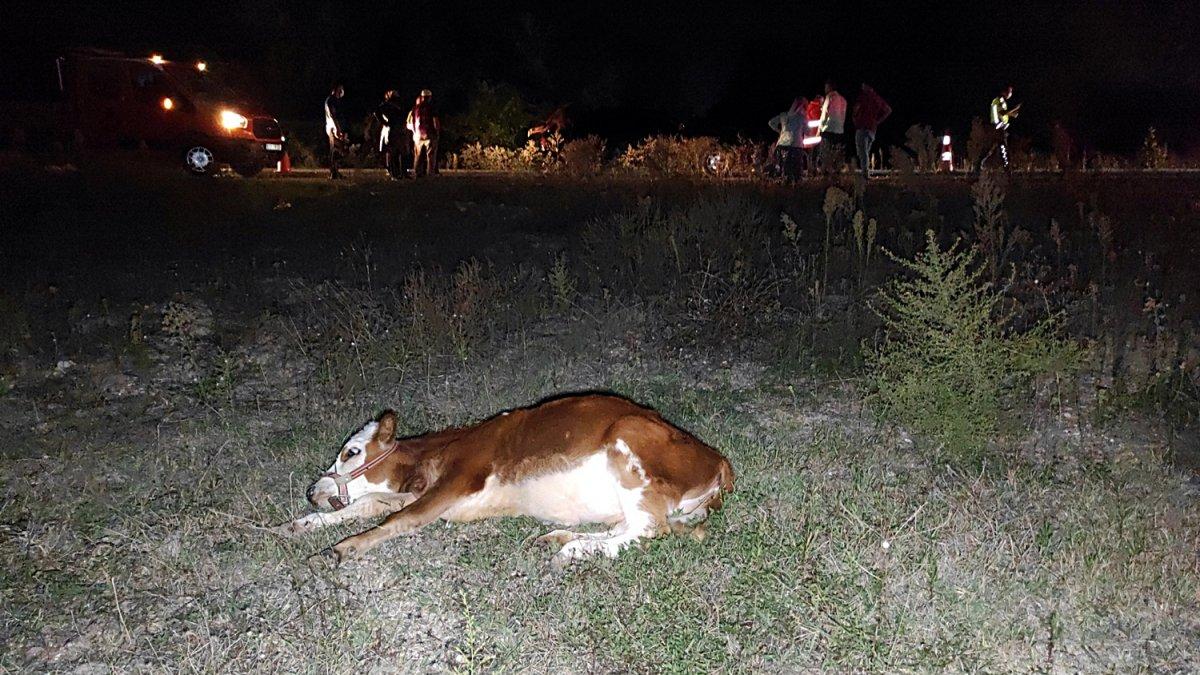 Düzce’de çarptığı hayvan otomobilin bagajının üstünde kaldı