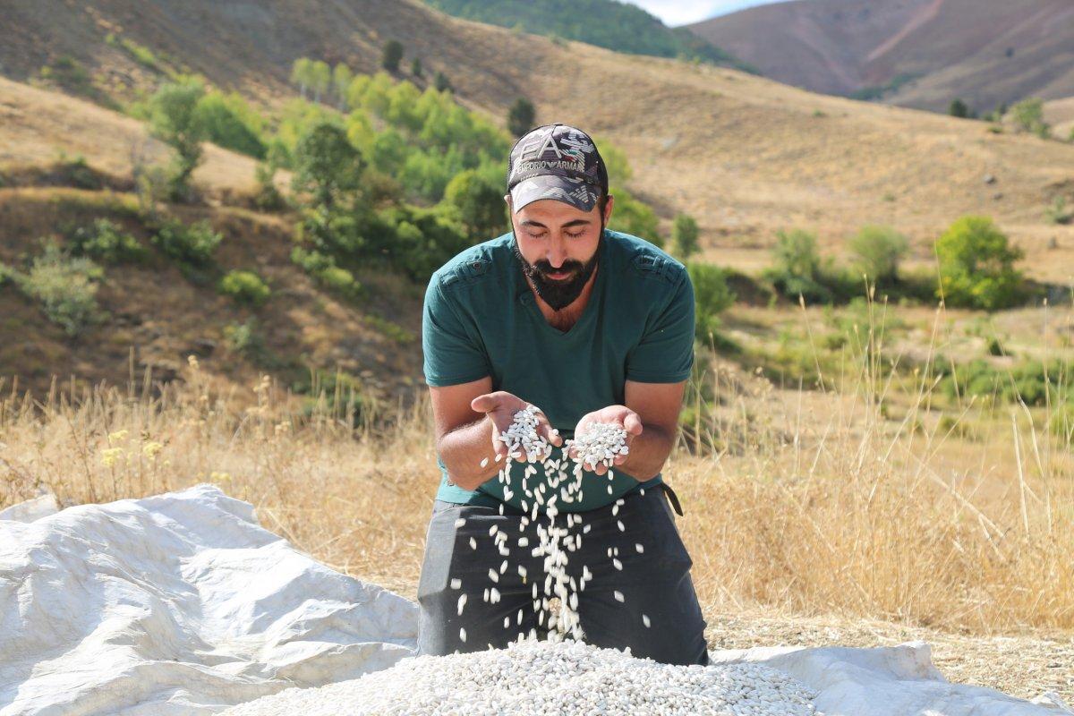 Tunceli'de kuru fasulye yetiştiren bir aile