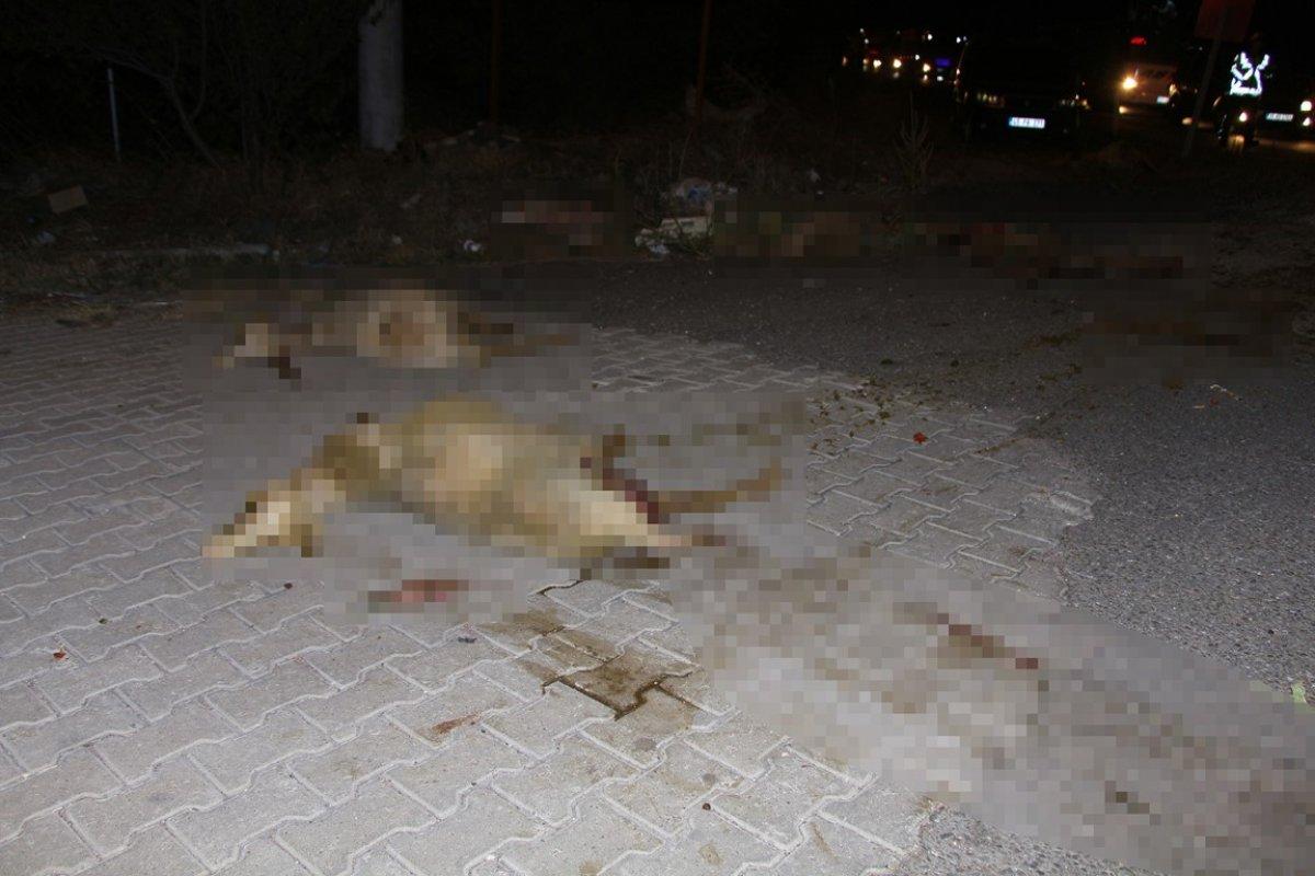 Manisa'da iki otomobil koyun sürüsüne daldı: 7 yaralı