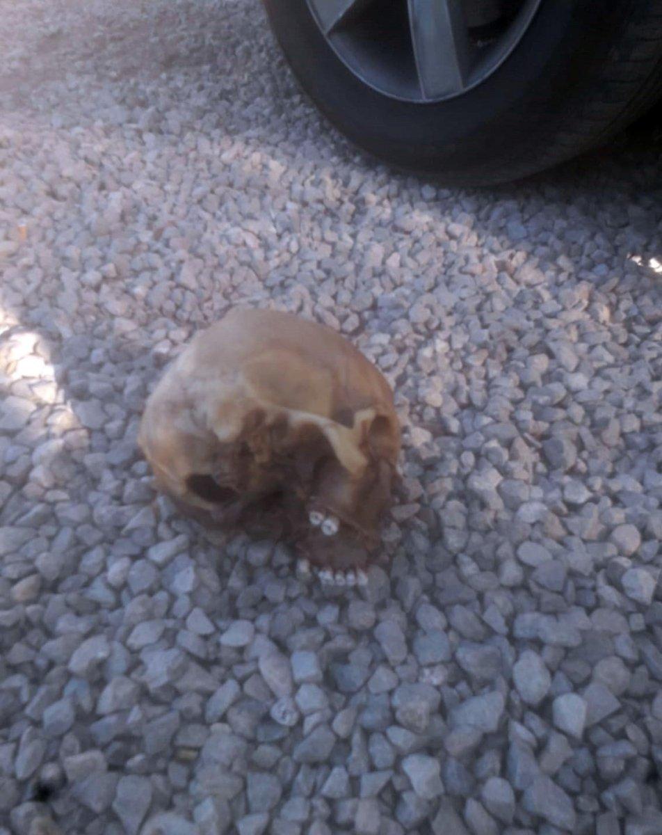 Bodrum'da köpekler kafatası buldu: 4 gözaltı