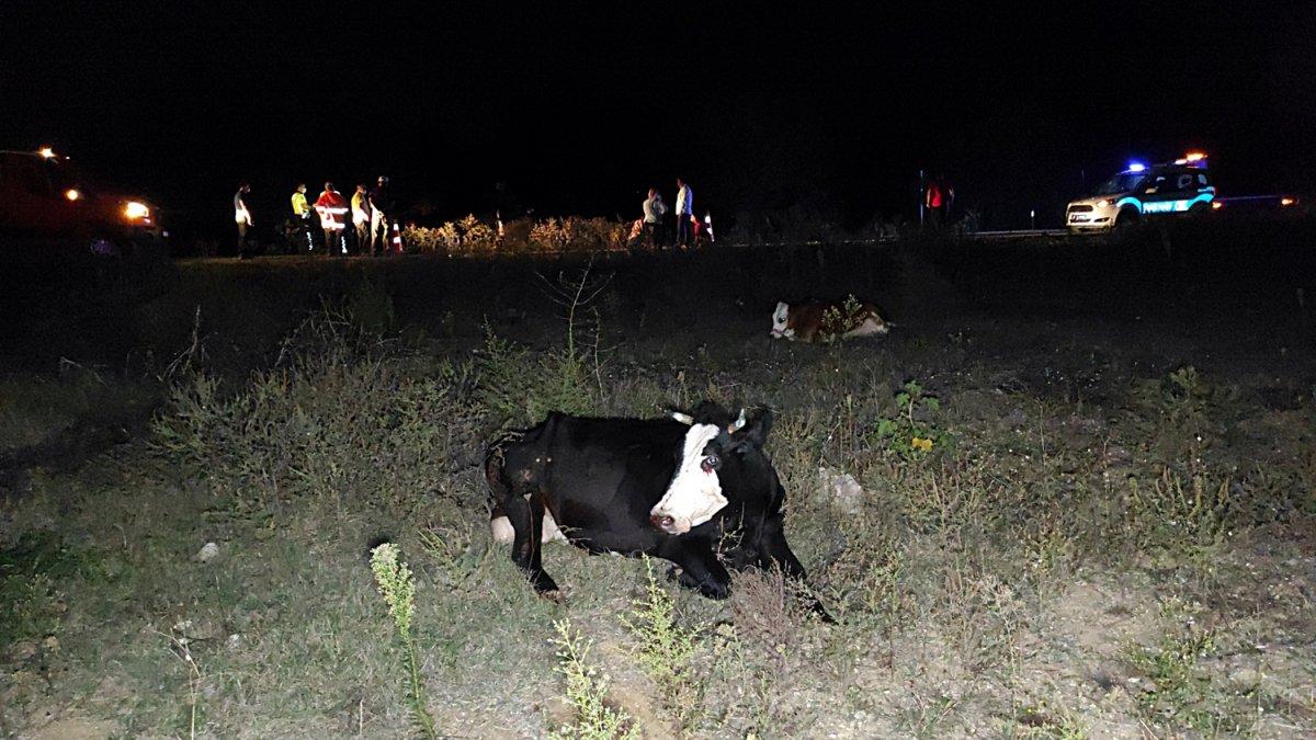 Düzce’de çarptığı hayvan otomobilin bagajının üstünde kaldı