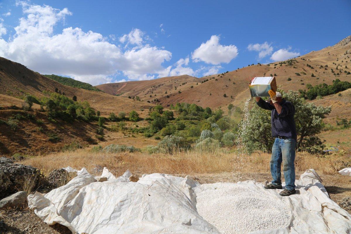 Tunceli'de kuru fasulye yetiştiren bir aile