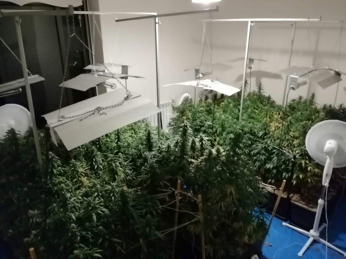 Mersin'de evine özel düzenek kurup, kenevir yetiştirdi