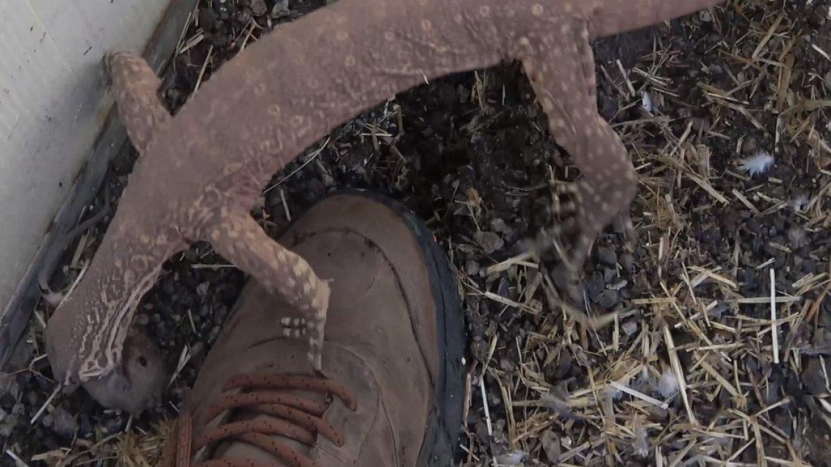 Fare istilasını kertenkele ile çözdü