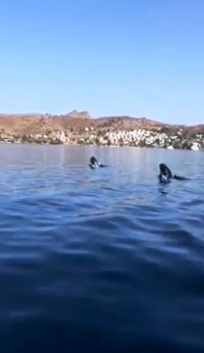 Muğla'da yunus ve fok balıkları yüzleri güldürdü
