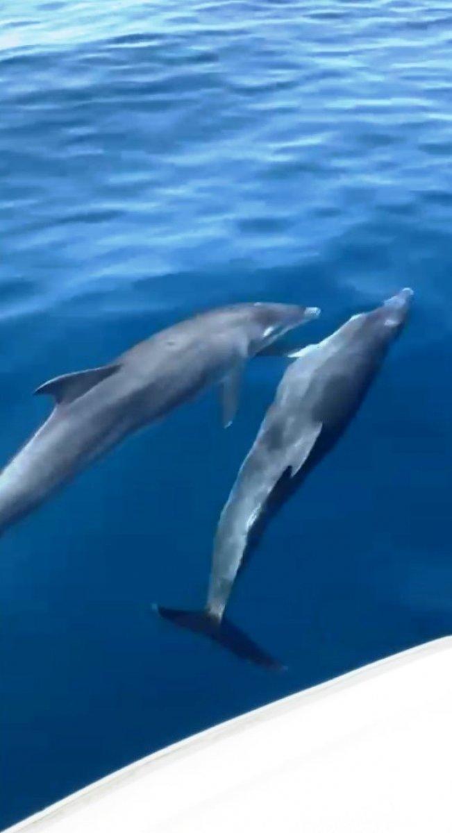 Muğla'da yunus ve fok balıkları yüzleri güldürdü