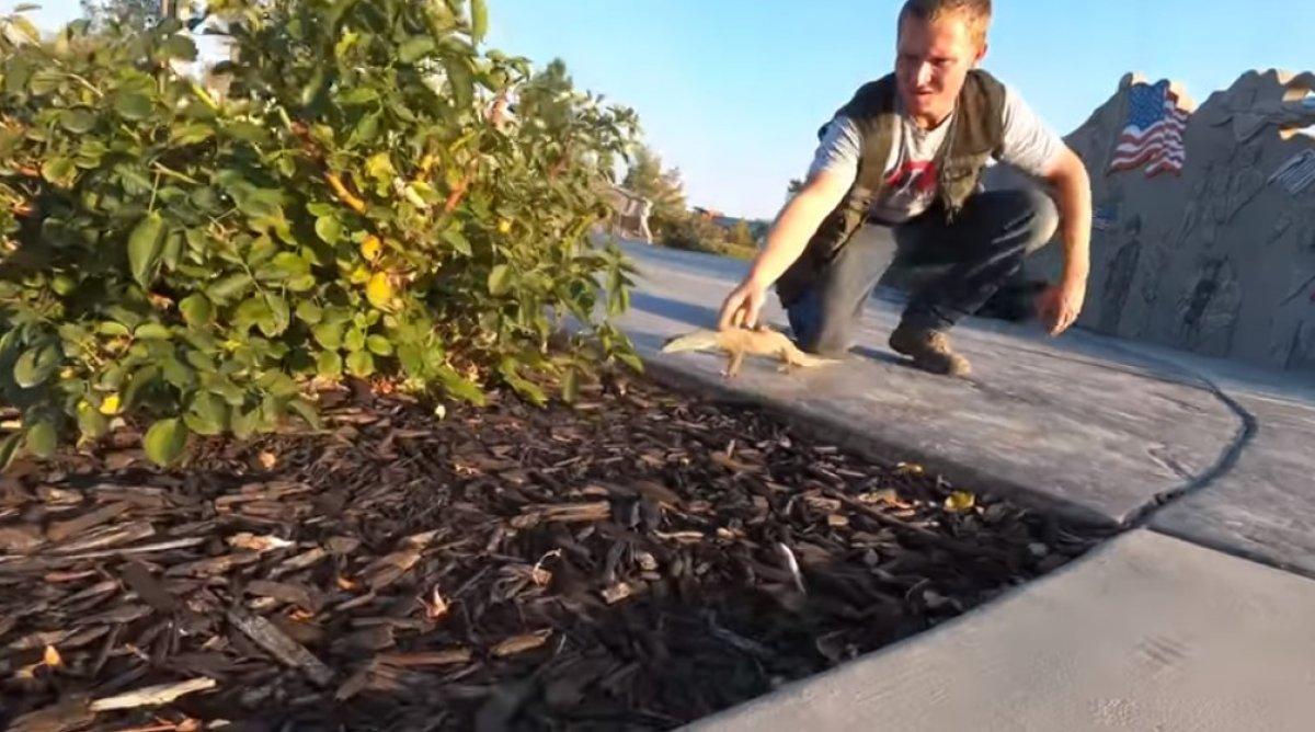 Fare istilasını kertenkele ile çözdü