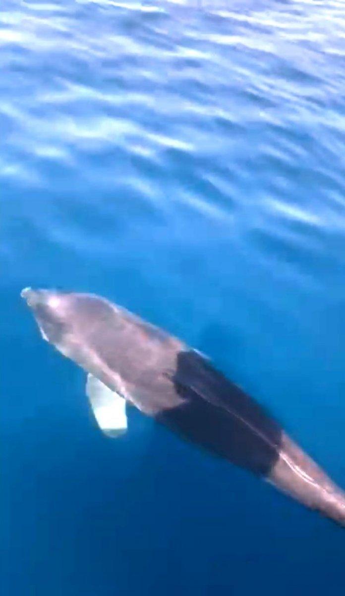 Muğla'da yunus ve fok balıkları yüzleri güldürdü