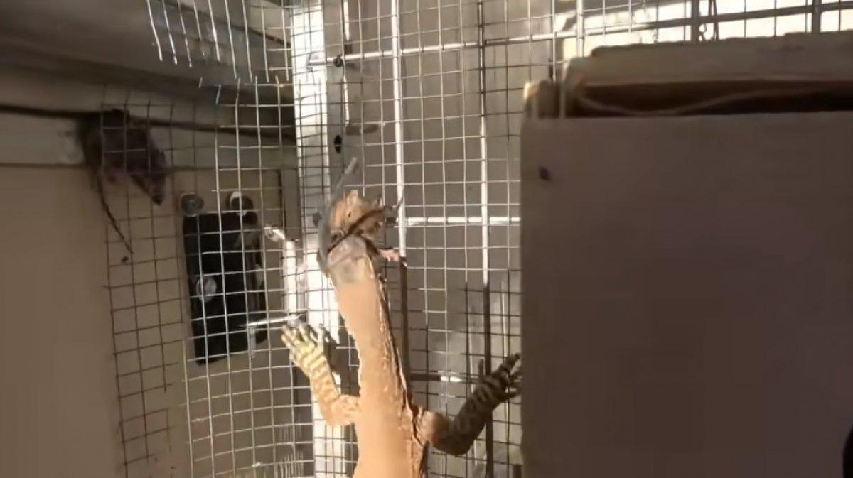 Fare istilasını kertenkele ile çözdü