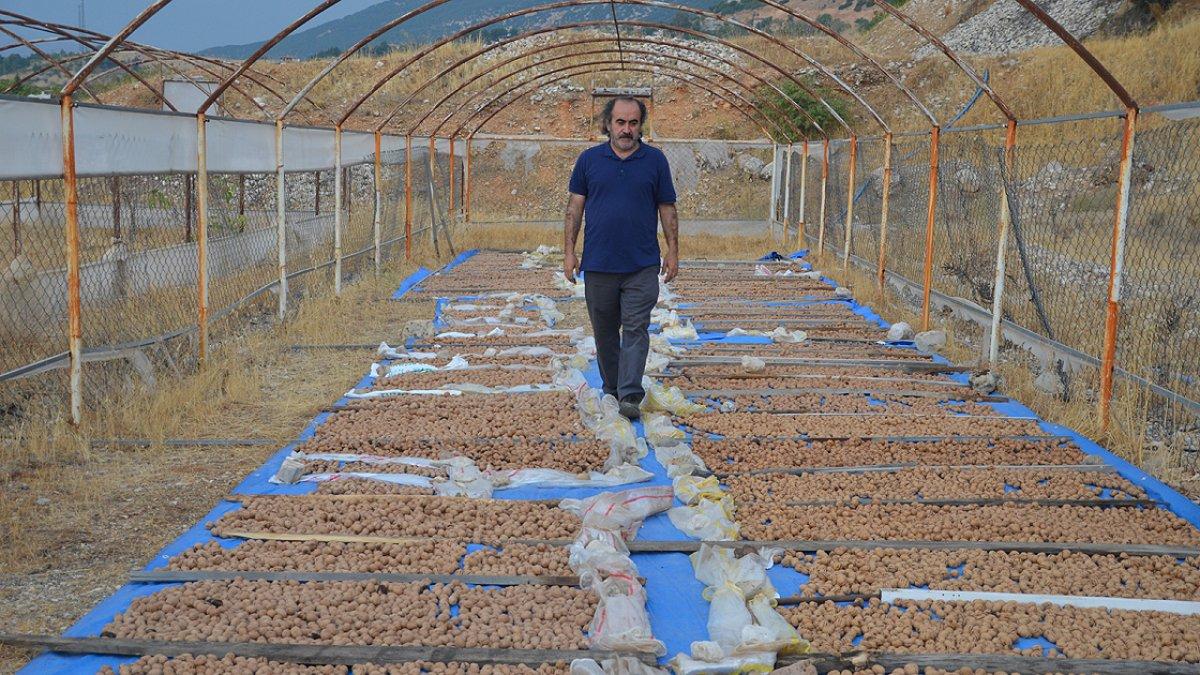 Kahramanmaraş'ta ceviz yetiştiriciliği