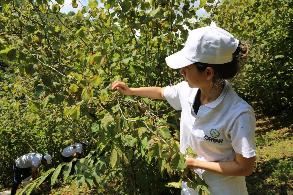 Fındık fiyatı arttı