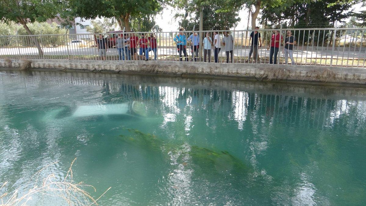 Adana'da daha önce boğulmaktan kurtulan imam, bu kez de iki kişiyi kurtardı