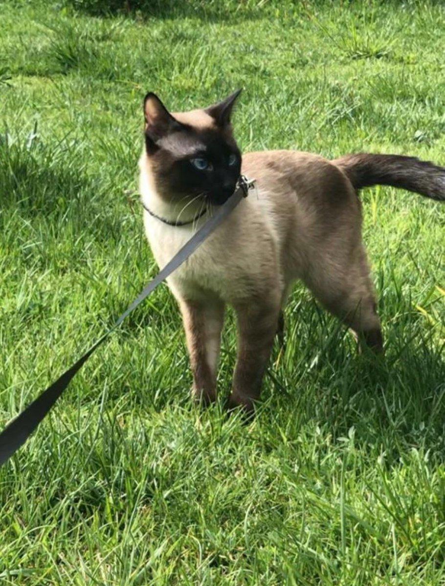 Ankara'da çiftleşmesi için verdiği kedisi gasbedildikten sonra bacağından vuruldu