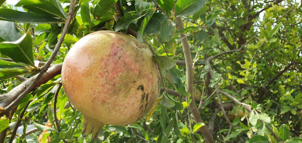 Mersin'de nar alıp, parasını ödemeyen 2 kişiye hapis cezası