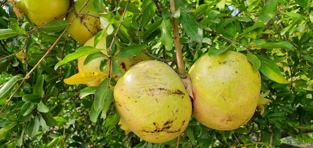 Mersin'de nar alıp, parasını ödemeyen 2 kişiye hapis cezası