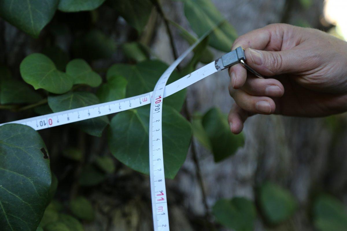 Artvin'de Türkiye’nin en geniş çaplı porsuk ağacı tescillendi