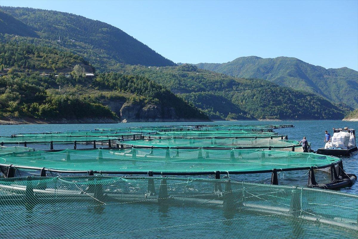 Borçka'da kafes balıkçılığı