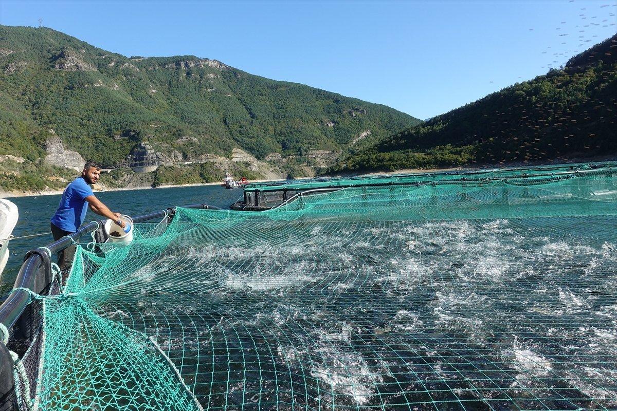 Borçka'da kafes balıkçılığı
