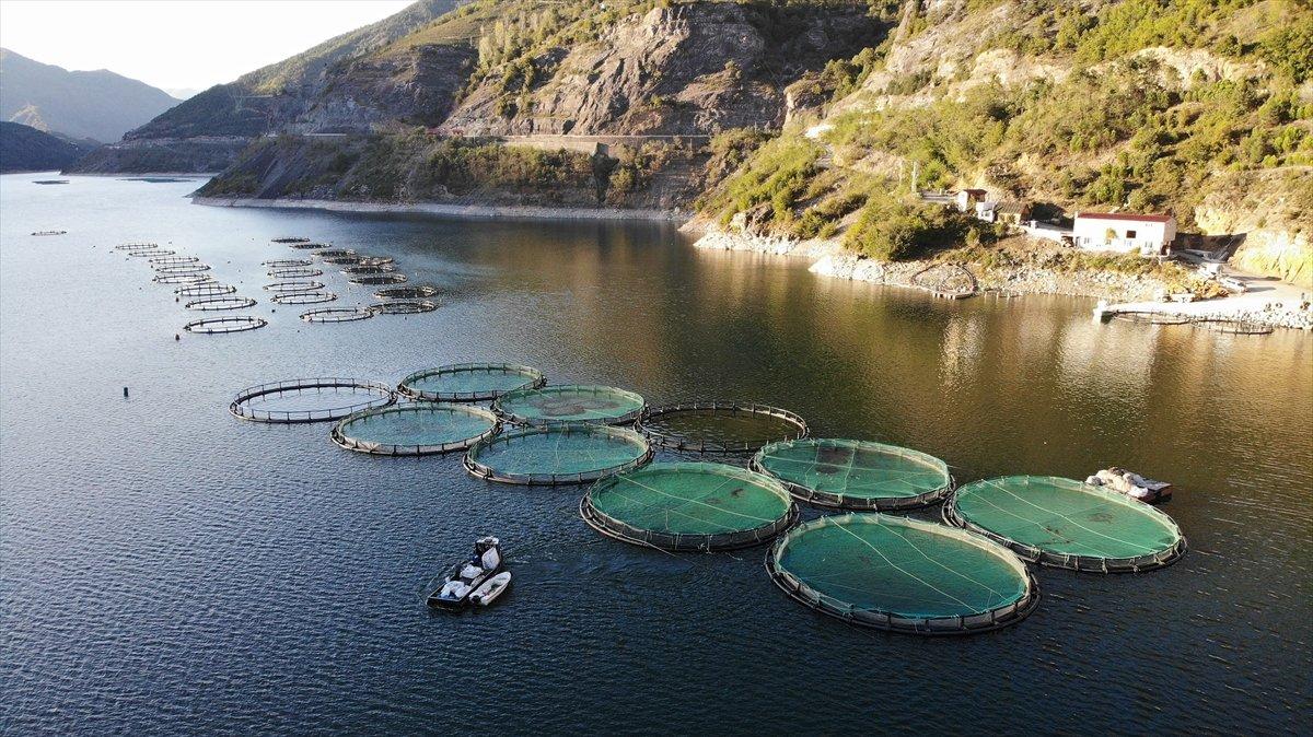 Borçka'da kafes balıkçılığı