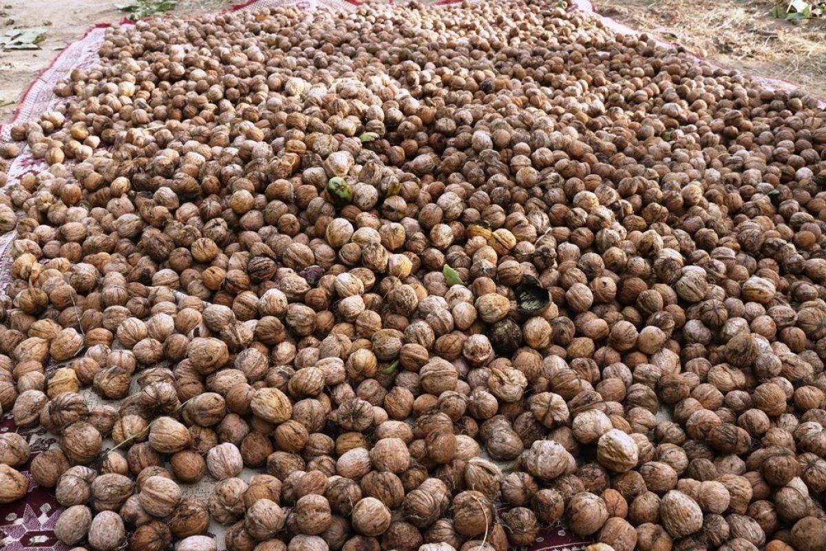 Bitlis'te ceviz üretimi