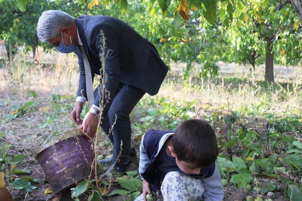 Bitlis'te ceviz üretimi