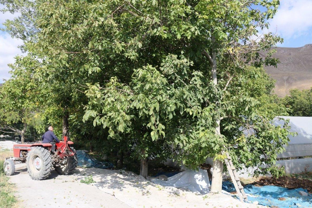 Bitlis'te ceviz üretimi