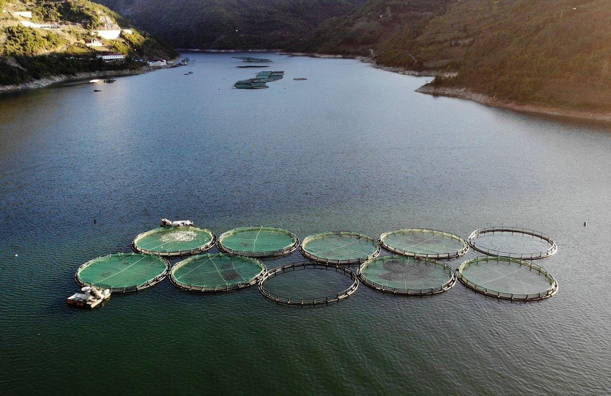 Borçka'da kafes balıkçılığı