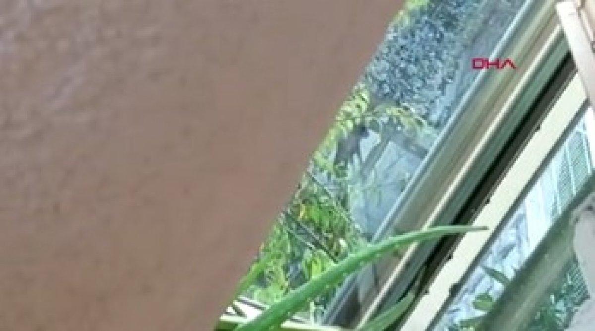 İstanbul'da sahiplendikleri hayvanlara işkence ettiler