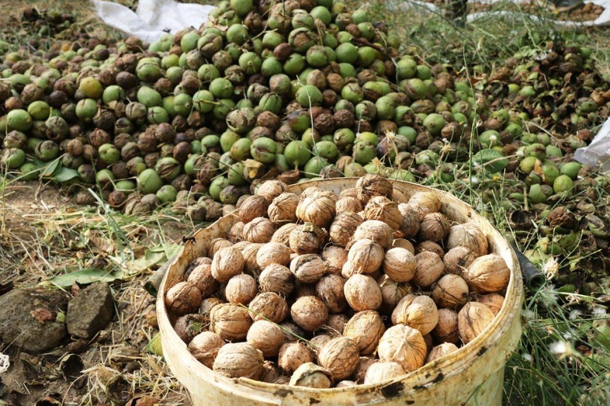 Bitlis'te ceviz üretimi