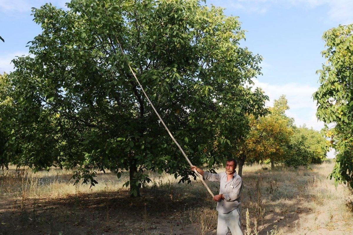 Bitlis'te ceviz üretimi