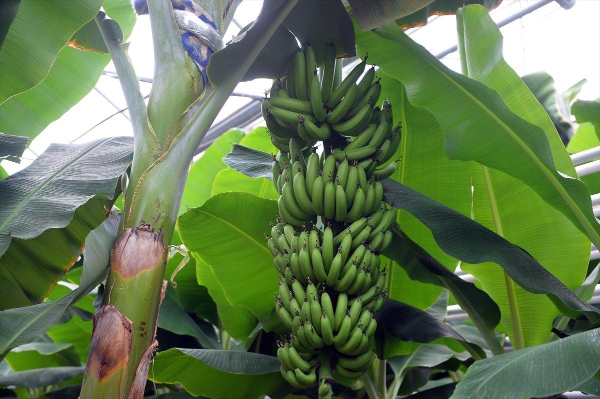 Uşak'ta muz hasadı