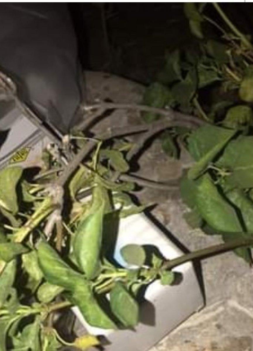 Şanlıurfa'da 150 koyun, yediği zehirli bitkiden telef oldu