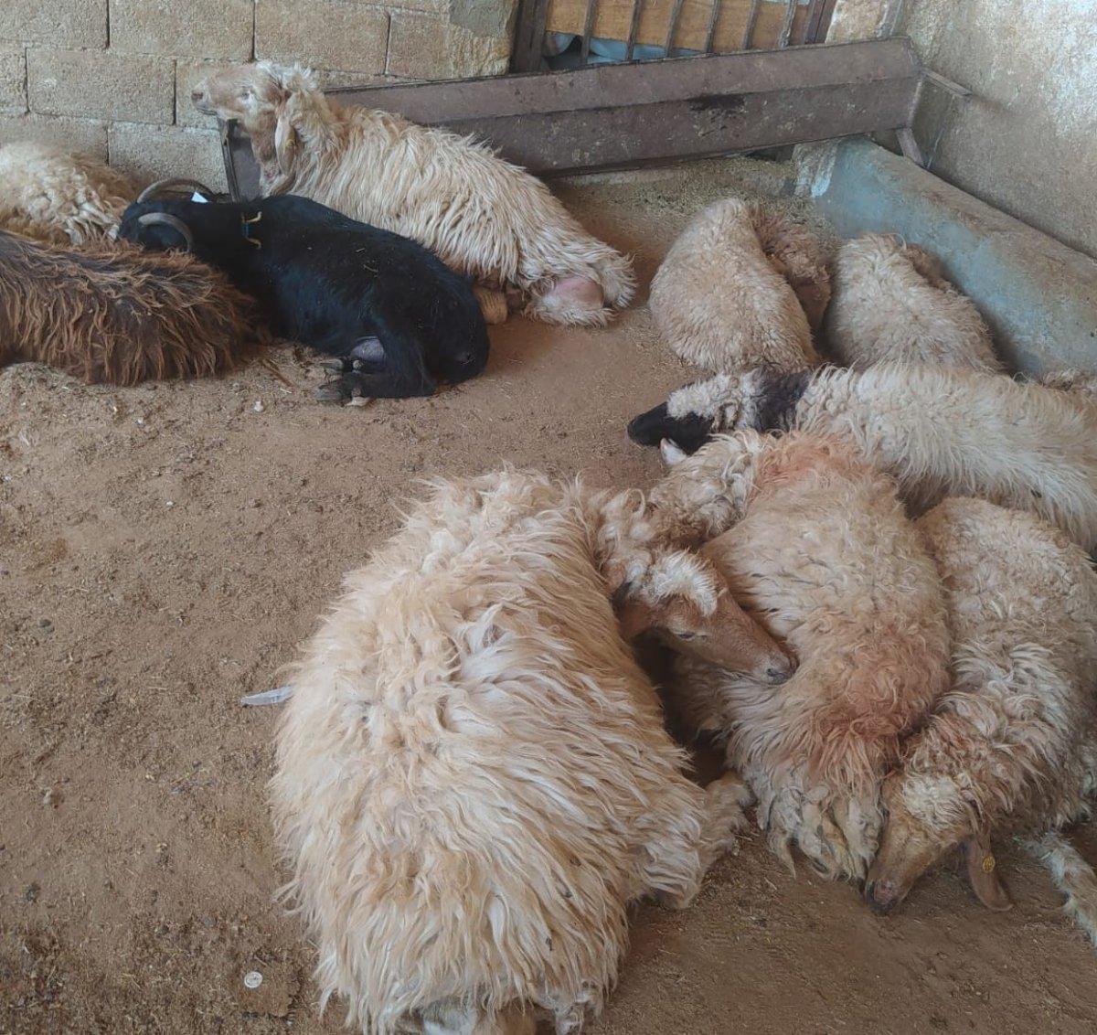 Şanlıurfa'da 150 koyun, yediği zehirli bitkiden telef oldu