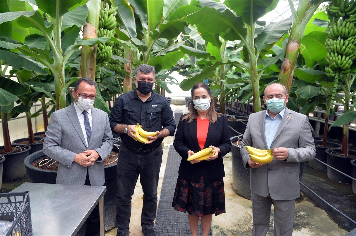 Uşak'ta muz hasadı