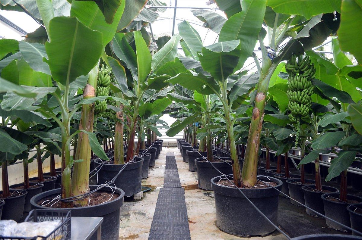 Uşak'ta muz hasadı