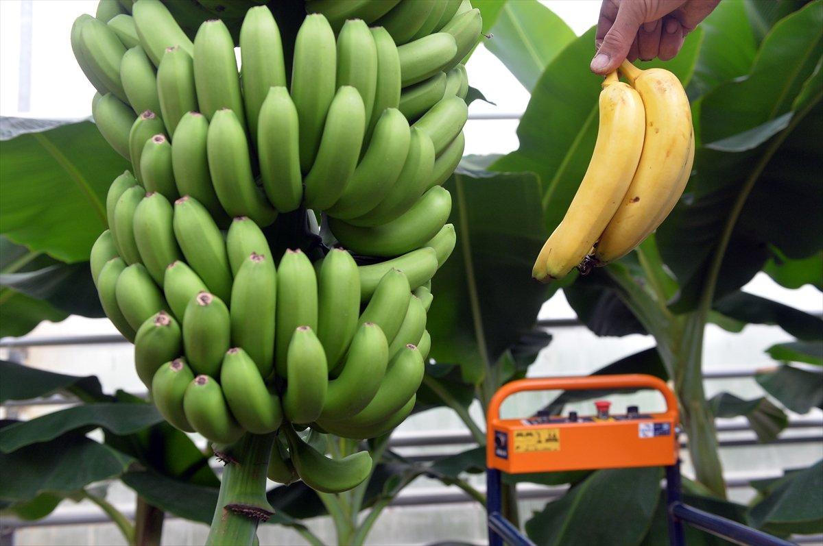 Uşak'ta muz hasadı