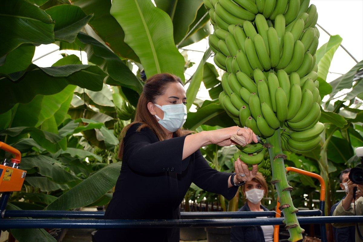 Uşak'ta-muz-hasadı