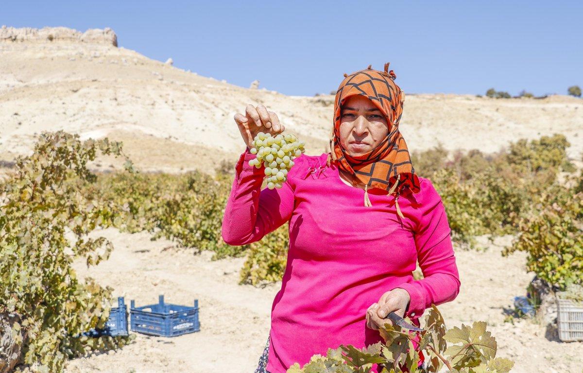 Mardin'de üzüm pekmezi telaşı