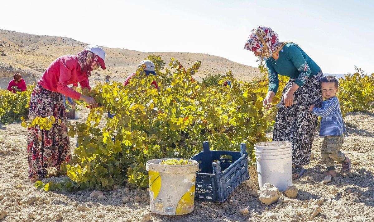 Mardin'de üzüm pekmezi telaşı