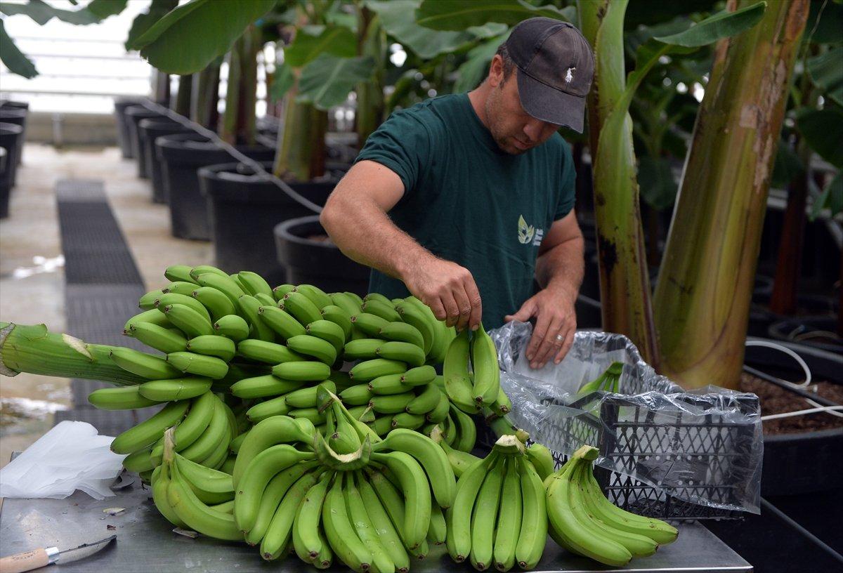 Uşak'ta muz hasadı