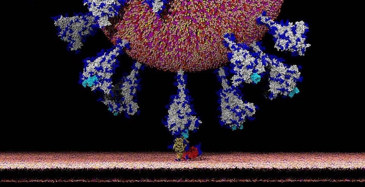 Koronavirüsün insan hücresine girdiği an ilk kez bu kadar net görüldü