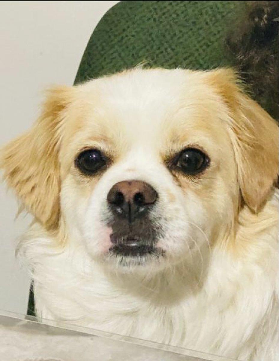 Kadıköy'de 5 gün önce kaybolan köpeğini arıyor