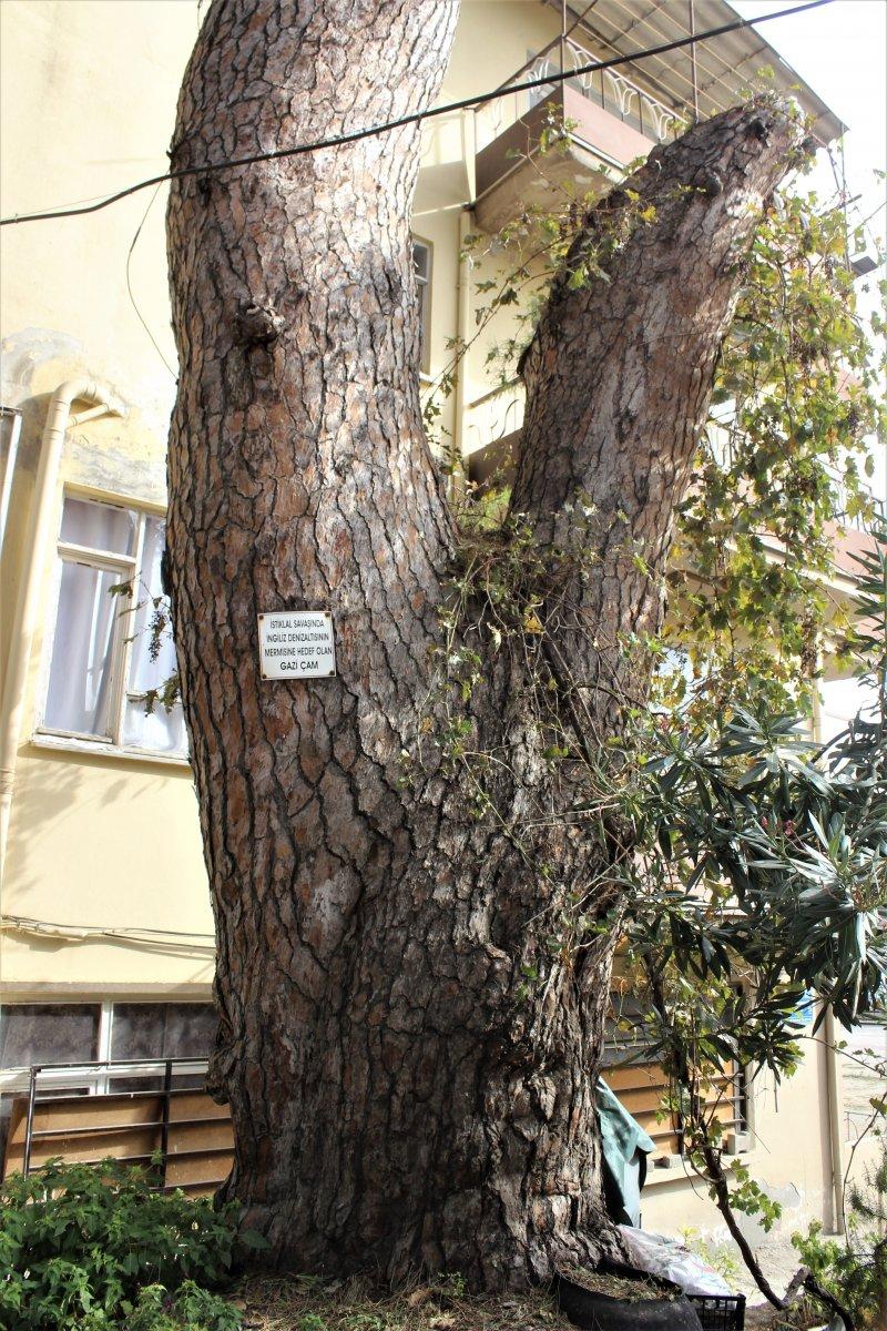 İngilizlerin topla yıkamadığı 700 yaşındaki tek kollu gazi hâlâ ayakta