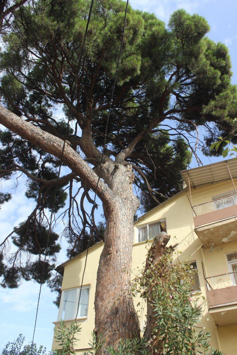 İngilizlerin topla yıkamadığı 700 yaşındaki tek kollu gazi hâlâ ayakta